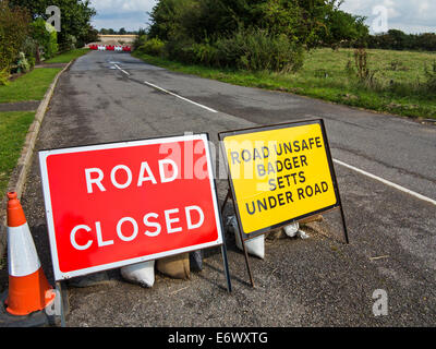 Revenge of the badgers? Signs showing a country road closed due to badgers digging their setts under it. Stock Photo