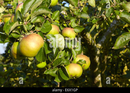 Bramley apples ripening on an old apple tree Stock Photo