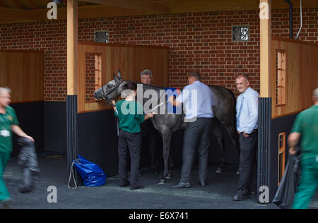 York Racecourse York United Kingdom Architect: Phelan Architects 2014 Pre-race scene with saddling boxes. Stock Photo