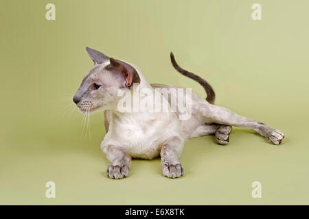 Siamese cat, 2 years, blue tortie, point coloration Stock Photo