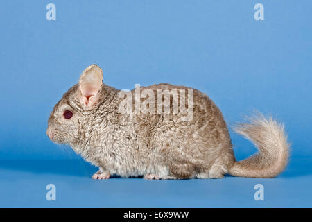 Chinchilla Stock Photo