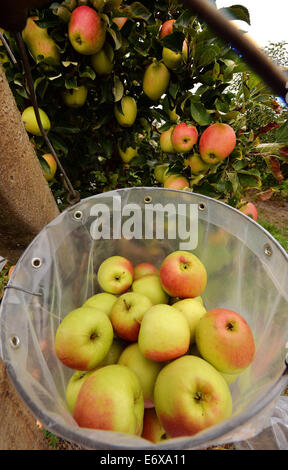 Schmergow, Germany. 01st Sep, 2014. A bucket filled with harvested apples of the type 'Pirella is on display at the start of the harvest season of pomaceous fruits in Schmergow, Germany, 01 September 2014. The fruit growing company 'Maerkische Obstbau GmbH Schmergow' is growing 31 different types of apples on a 78 hectar large farm. Photo: Bernd Settnik/dpa/Alamy Live News Stock Photo