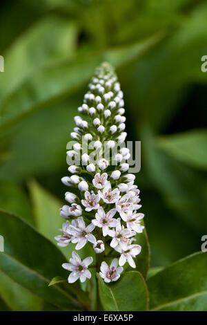 Lysimachia clethroides.Gooseneck loosestrife flower. Stock Photo
