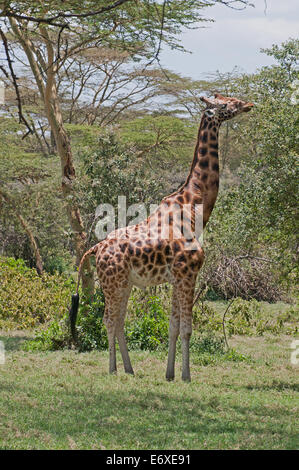Rothschild’s Giraffe browsing in acacia woodland in Lake Nakuru National Park Kenya East Africa  ROTHSCHILD’S GIRAFFE BROWSE ACA Stock Photo