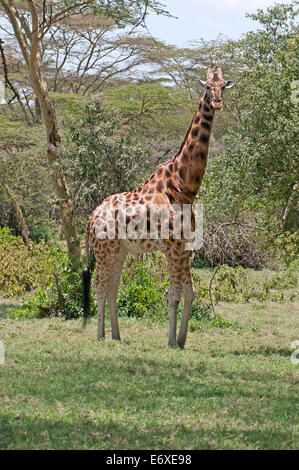 Rothschild’s Giraffe in acacia woodland in Lake Nakuru National Park Kenya East Africa  ROTHSCHILD’S GIRAFFE ACACIA LAKE NAKURU Stock Photo