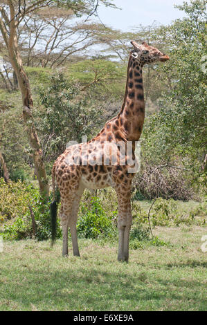 Rothschild’s Giraffe browsing in acacia woodland in Lake Nakuru National Park Kenya East Africa  ROTHSCHILD’S GIRAFFE BROWSE ACA Stock Photo