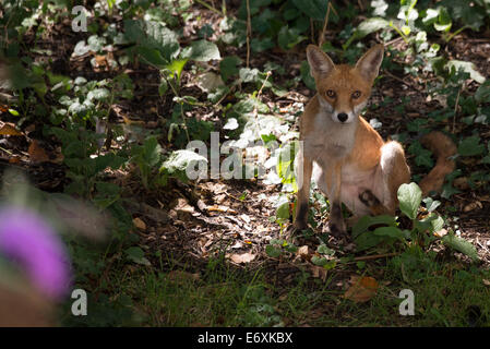 A very healthy looking urban fox making an appearance on a summers day in a London garden Stock Photo