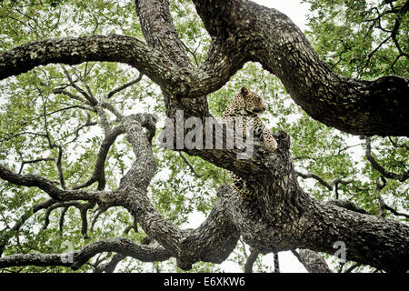 Leopard in an ebony tree, Sabi Sands Game Reserve, South Africa, Africa Stock Photo