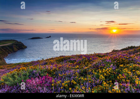 Heather and Sunset at Rhossili Bay with the Worms Head in the Distance, Gower, South Wales, UK Stock Photo