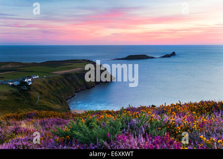 Heather and Sunset at Rhossili Bay with the Worms Head in the Distance, Gower, South Wales, UK Stock Photo