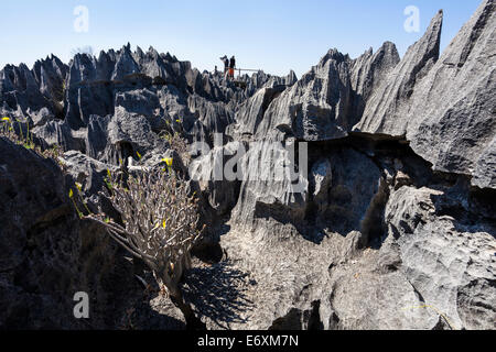 Geological formations in Tsingy-de-Bemaraha National Park, Mahajanga, Madagascar, Africa Stock Photo