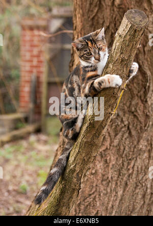 Young female Tortoiseshell cross Tabby cat clinging to a Willow tree branch Stock Photo