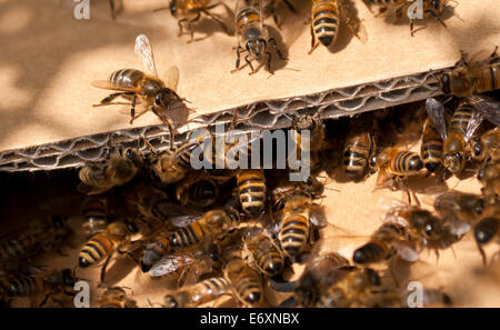 Close-up of Swarming Honey Bees going in and out of a box. Stock Photo