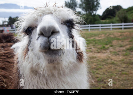 Wet look: Portrait of a llama with wet fur, near Puerto Montt, Los Lagos, Patagonia, Chile Stock Photo
