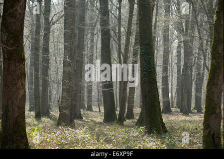 Battle of Belleau Wood WW1,north of Chateau-Thierry only 60 miles from Paris, France. March 2014 Stock Photo