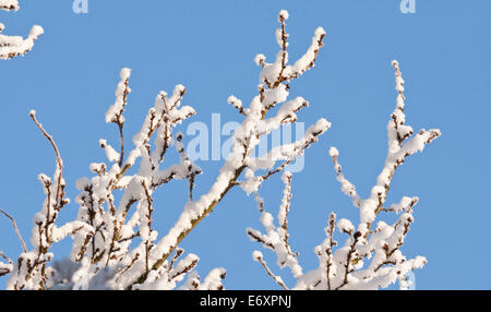 Snow Covered Branches on a sunny winters day with a Blue Sky in the background in Norfolk, England, UK Stock Photo