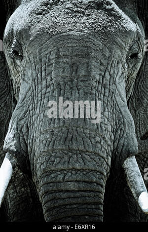 Head of an elephant, Close up, Kenya, Africa Stock Photo