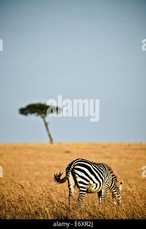 A lonely zebra in the savanne of the Masai Mara, Kenya, Africa Stock Photo