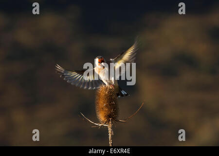 a goldfinch flying and landing on a teasel hog in the early morning sun, creating sidelighting Stock Photo