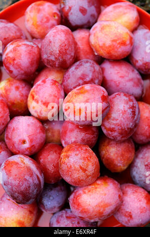 Pile of freshly picked red plums Stock Photo