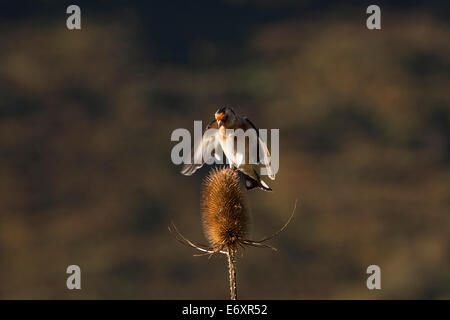 a goldfinch flying and landing on a teasel hog in the early morning sun, creating sidelighting Stock Photo
