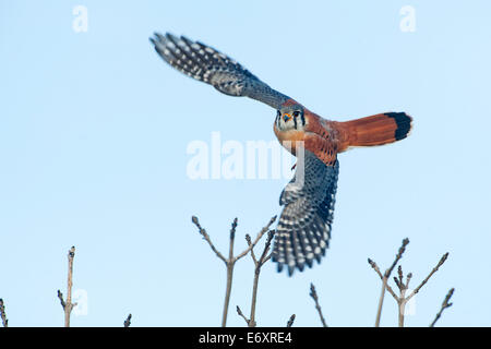 American kestrel in flight Stock Photo