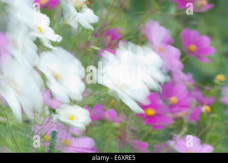 Garden anemones blowing in the wind Stock Photo