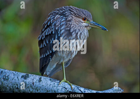 Juvenile black-crowned night heron on pond Stock Photo