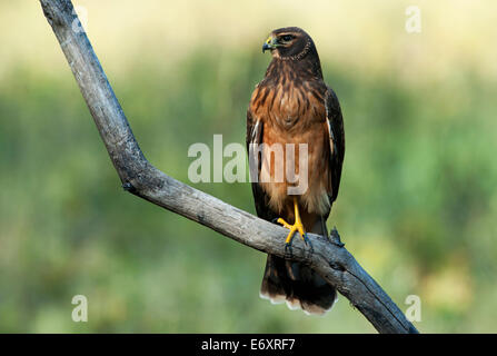 Female northern harrier on perch Stock Photo