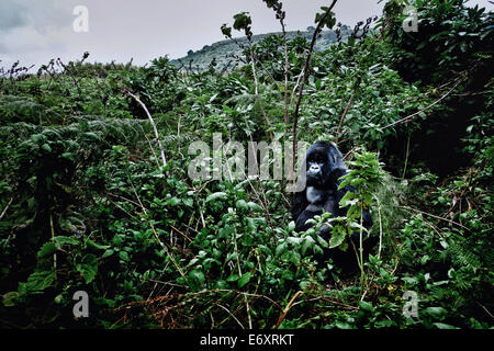 Silverback male mountain gorilla in the jungle of the Volcanoes National Park, Ruanda, Africa Stock Photo