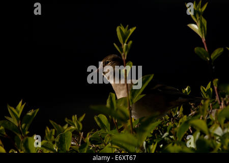 a female house sparrow sitting on a hedge looking in to the early morning sun Stock Photo