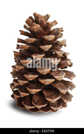 Brown pine cone isolated on white background. Stock Photo
