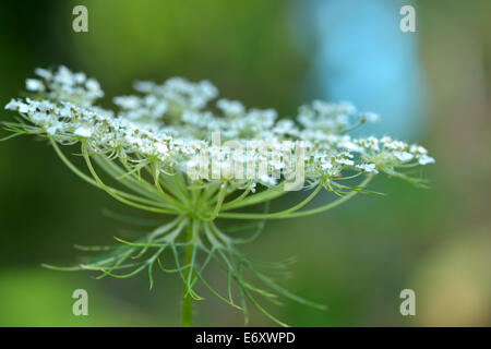 white flowers Stock Photo