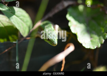 Green crested lizard on green grass Stock Photo