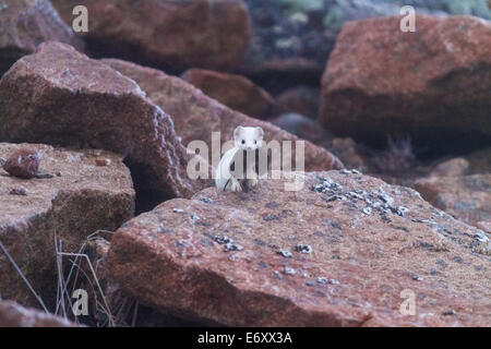 Ermine, Mustela erminea, with a fieldmouse in his mouth taken in Niilivaara, Swedish lapland Stock Photo