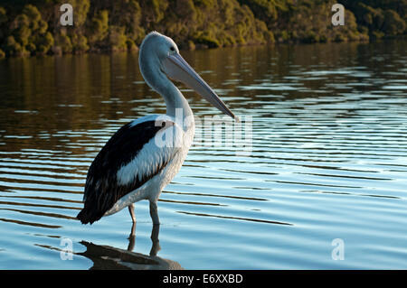 Pelican in the Mallacoota Inlet, Croajingolong National Park, Victoria, Australia Stock Photo