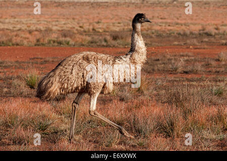 Emu, Flinders Ranges, South Australia, Australia Stock Photo