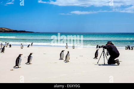 Photographer on the set with penguins in the Falkland Islands. I stayed there for 45 minutes, the penguins slowly approached, th Stock Photo