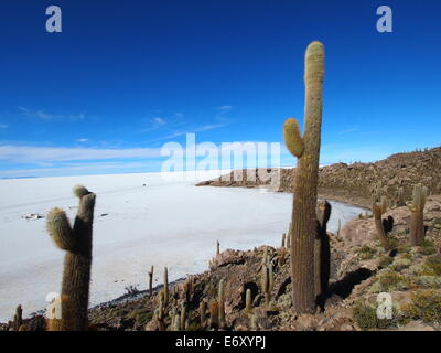 Cacti on the Isla Incahuasi, Salar de Uyuni, Bolivia Stock Photo