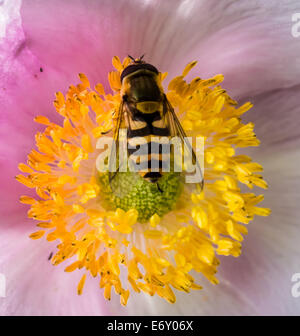 Hoverfly on pink flower Hoverfly on pink flower