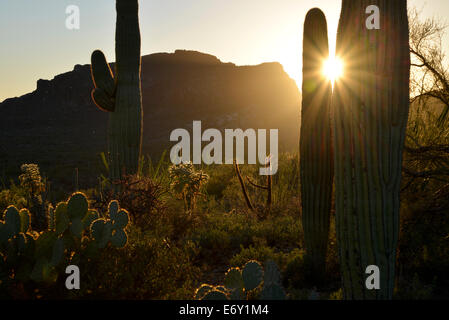 The sun descends over Tucson Mountain Park, Sonoran Desert, Tucson, Arizona, USA. Stock Photo