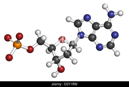 Deoxyadenosine monophosphate (dAMP) nucleotide molecule. DNA building block. Atoms are represented as spheres with conventional  Stock Photo