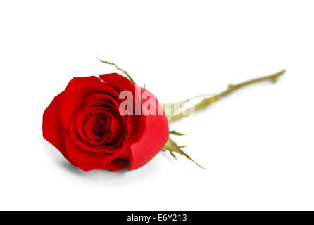 Single Red Rose Laying Down Isolated on White Background. Stock Photo