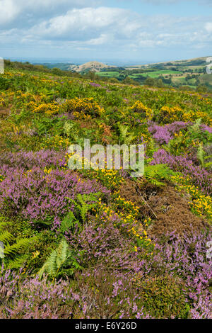 Heather and gorse in bloom on the slopes of The Stiperstones, Shropshire, England. Stock Photo
