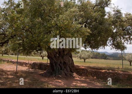 a 2000 year old olive tree (Olea europaea)  in Valencia province, historic monument, Spain Stock Photo