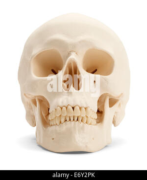 Front view of the human skull isolated on white background. Stock Photo