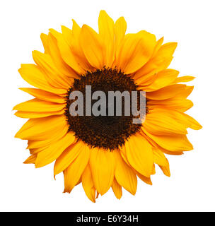 yellow sunflower isolated on white background Stock Photo - Alamy