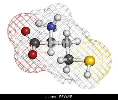 Homocysteine (Hcy) biomarker molecule. Increased levels indicate elevated risk of cardiovascular disease. Atoms are represented  Stock Photo