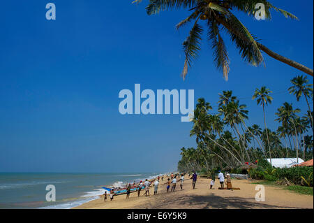 Fishermen bringing in their nets, fishing boats and palm trees on the beach at Wadduwa, Southwest coast, Sri Lanka, South Asia Stock Photo