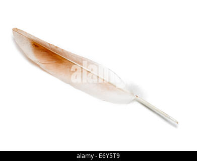 Bird feather on white background, isolated Stock Photo